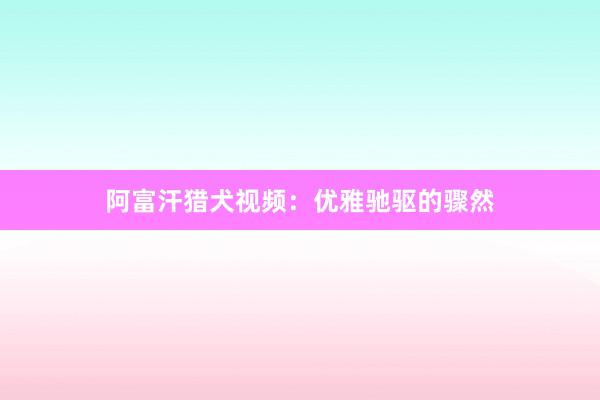 阿富汗猎犬视频:优雅驰驱的骤然